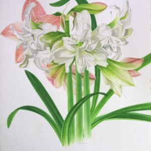 Double White Amaryllis, Tango