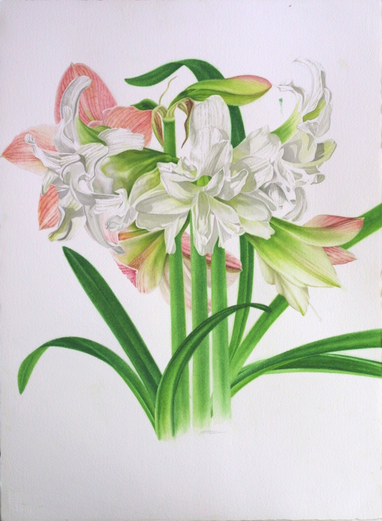 Double White Amaryllis, Tango