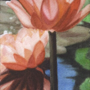 Coral Reflections, Lotus