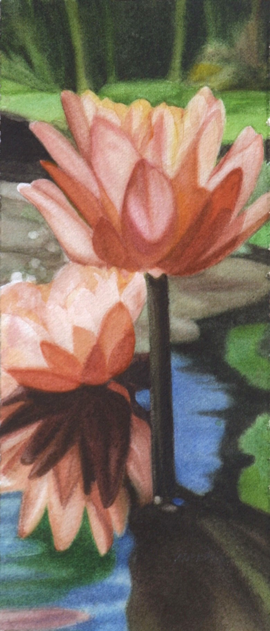 Coral Reflections, Lotus