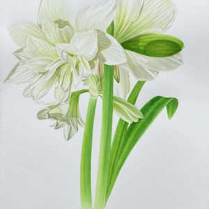 Double White Amaryllis I