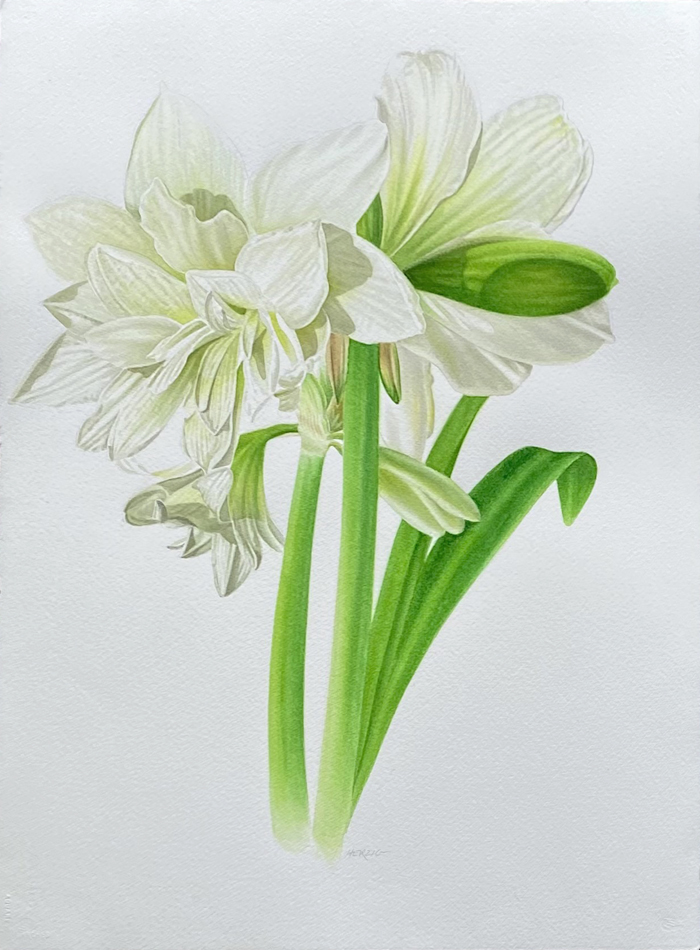 Double White Amaryllis I