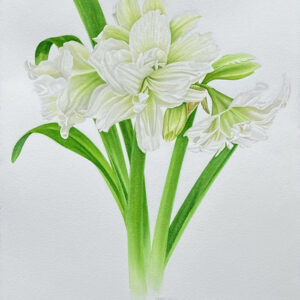 Double White Amaryllis II