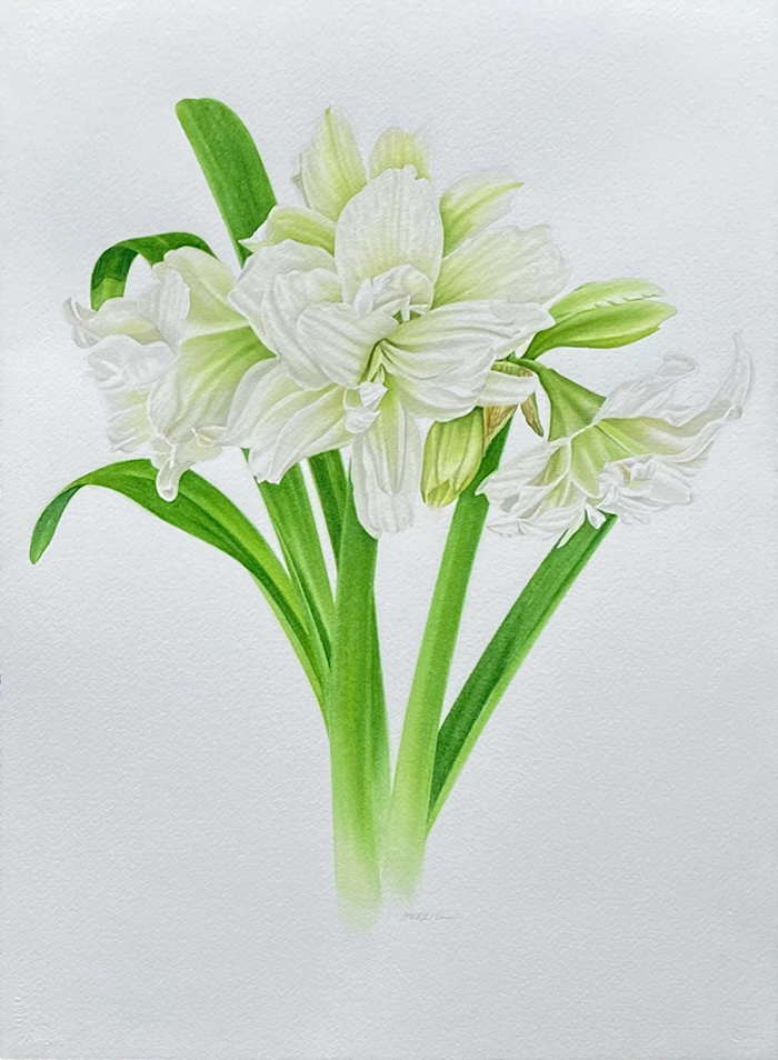 Double White Amaryllis II