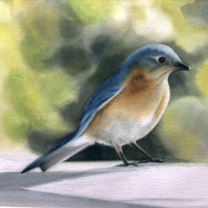 Sun-drenched Morning (Eastern Bluebird, male)