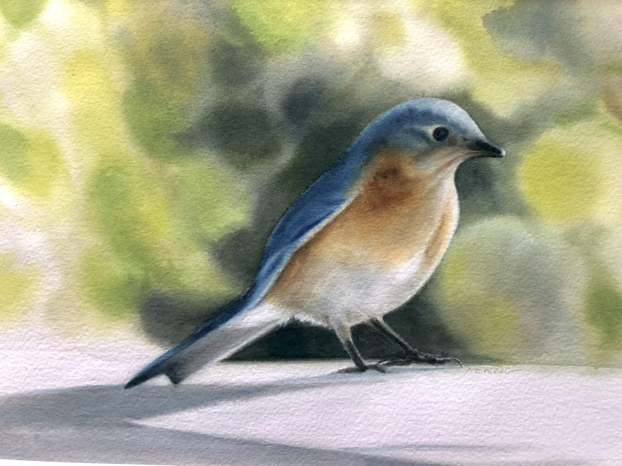 Sun-drenched Morning (Eastern Bluebird, male)