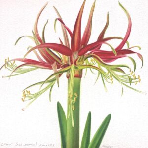 Chico (aka Phyllis) Amaryllis